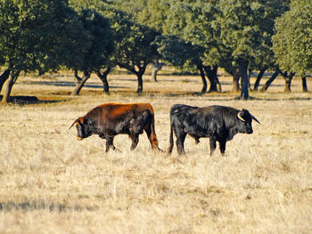 Horses on grass