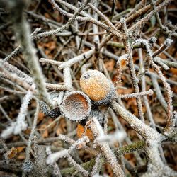 Close-up of frozen plant during winter