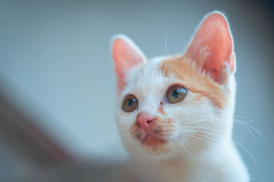 Close-up of cat looking away