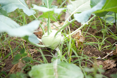 Plant growing on field