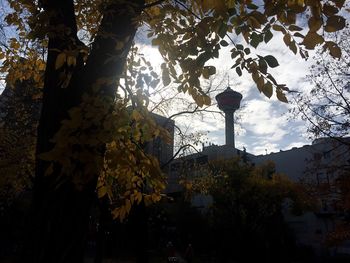 Low angle view of trees during autumn