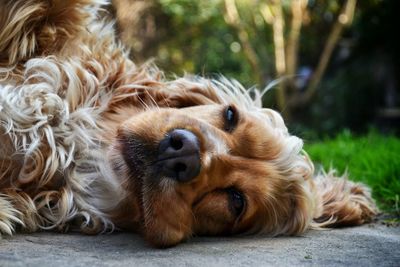 Close-up of dog sleeping