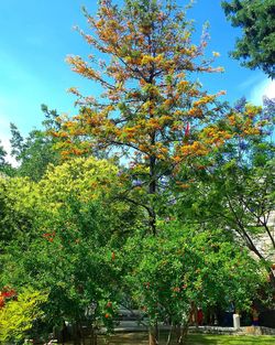 Low angle view of tree against sky