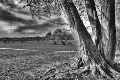 Scenic view of tree against sky