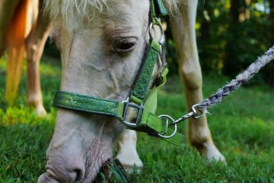 Low angle view of horse in field