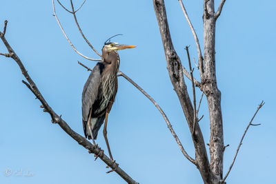 Great blue heron perching on tree in the rookery 