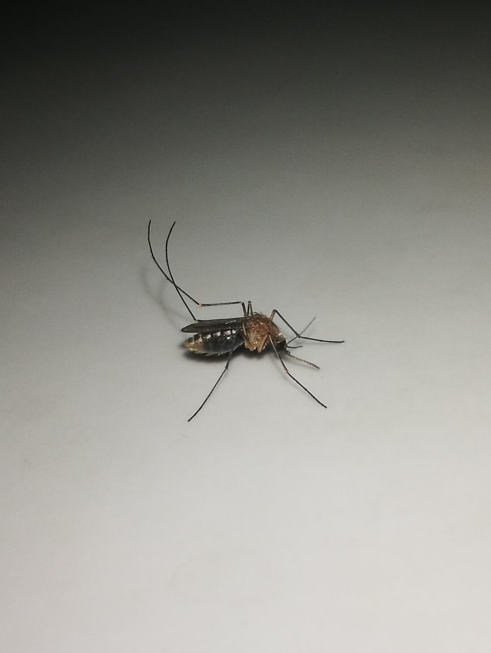 CLOSE-UP OF SPIDER ON WEB AGAINST WHITE BACKGROUND