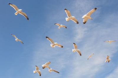 Low angle view of seagulls flying