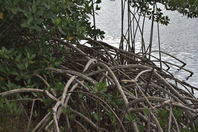 Plants growing on land by lake