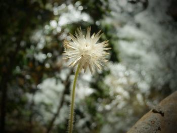 Close-up of flower against blurred background