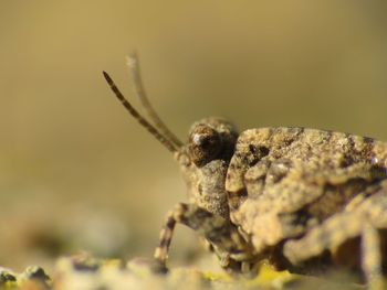 Close-up of insect