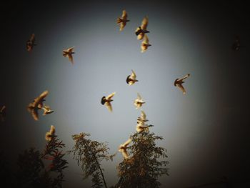 Low angle view of birds flying against clear sky