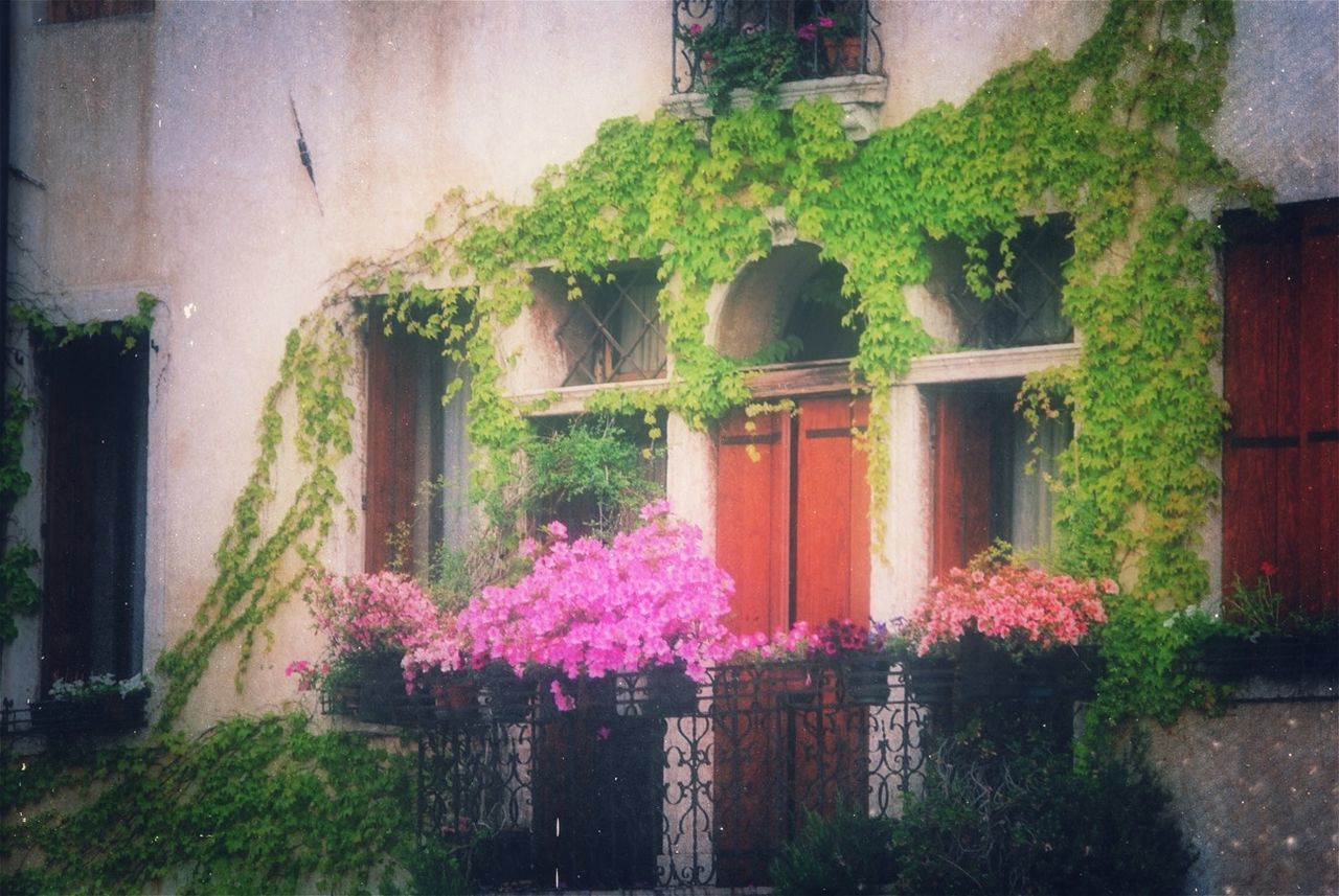 building exterior, architecture, built structure, flower, plant, house, growth, residential structure, wall - building feature, window, potted plant, residential building, nature, building, day, outdoors, wall, front or back yard, no people, growing
