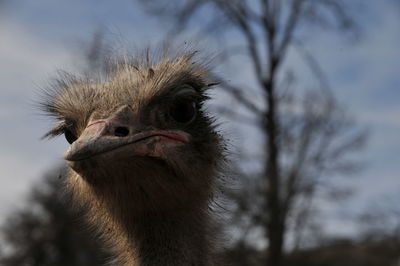 Close-up of ostrich against sky