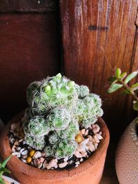 Close-up of succulent plant on table