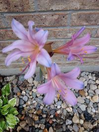 Close-up of pink flower blooming outdoors