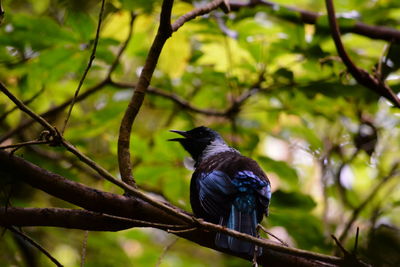 Close-up of bird perching on tree