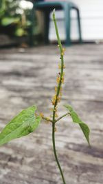 Close-up of green plant