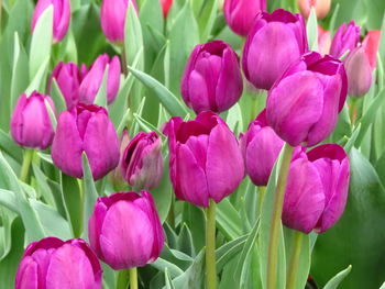 Close-up of pink tulips