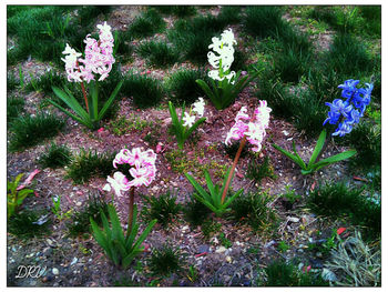 Close-up of purple flowers blooming in field