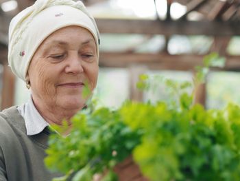 An elderly woman in a rustic headscarf holds a bunch of early healthy cilantro herb grown 