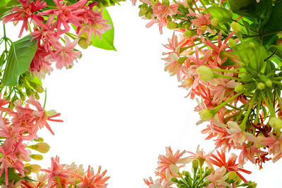 Low angle view of flowering plant against white background