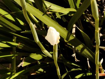 Close-up of white flowering plants