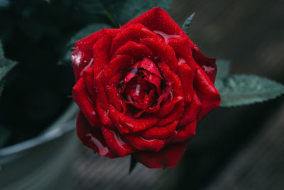 Close-up of red rose