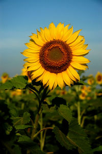 Close-up of sunflower on field against sky