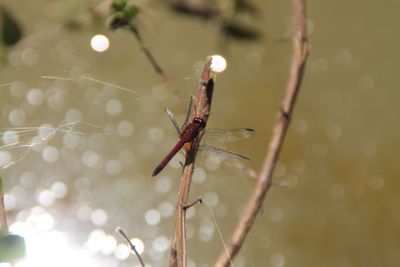 Close-up of dragonfly on plant