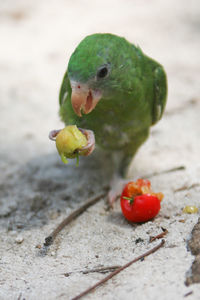 Close-up of bird on fruit