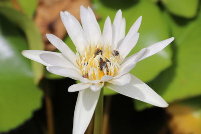 Close-up of insect on flower