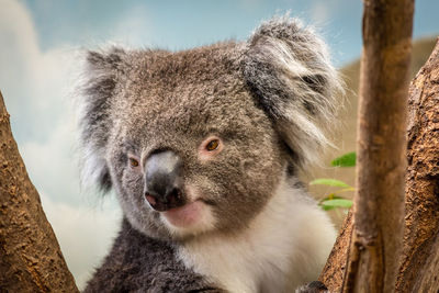 Close-up portrait of a koala 