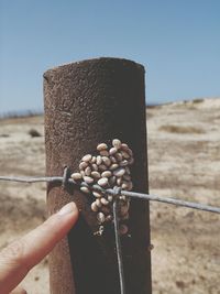 Cropped hand of man pointing at barnacles against sky