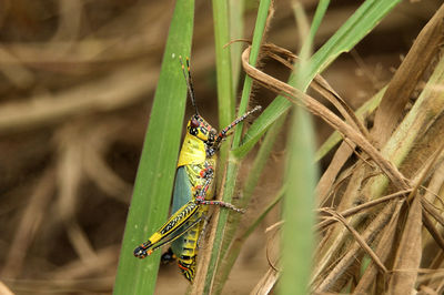 Close-up of damselfly on leaf