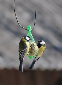 Low angle view of great tits perching on bird feeder