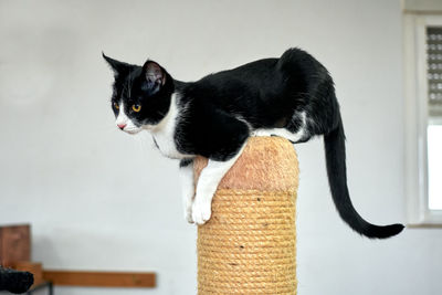 Black cat looking away while sitting on wall at home