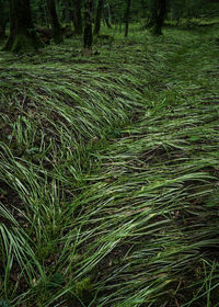 High angle view of bamboo trees in forest