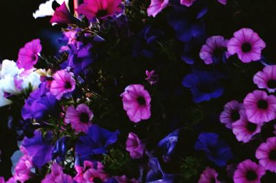 Close-up of pink flowers blooming in garden