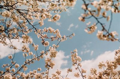 Low angle view of cherry blossoms against sky