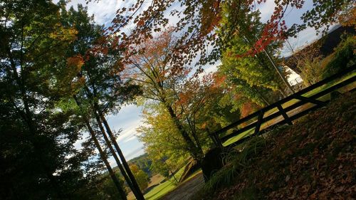 Low angle view of trees