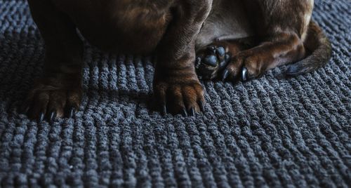 Close-up of cat relaxing on floor