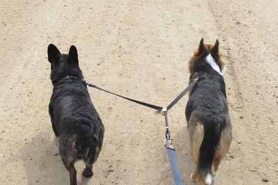 Dogs standing outdoors