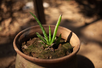 Fresh natural organic aloe vera plant in a soil pot