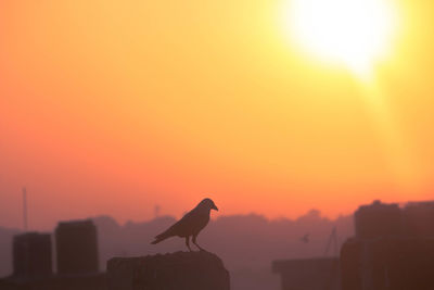 Silhouette bird perching on roof during sunset