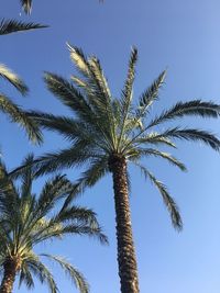 Low angle view of palm tree against clear blue sky