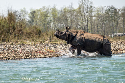 Side view of horse in the forest