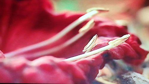 Close-up of pink rose flower