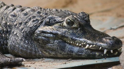 Close-up of alligator at blackpool zoo