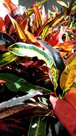 Close-up of plant in water